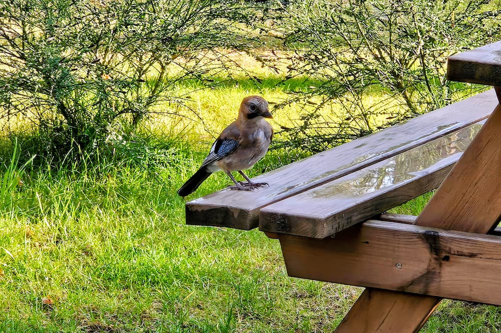 Przyroda i zwierzęta w okolicy Borska na Kaszubach